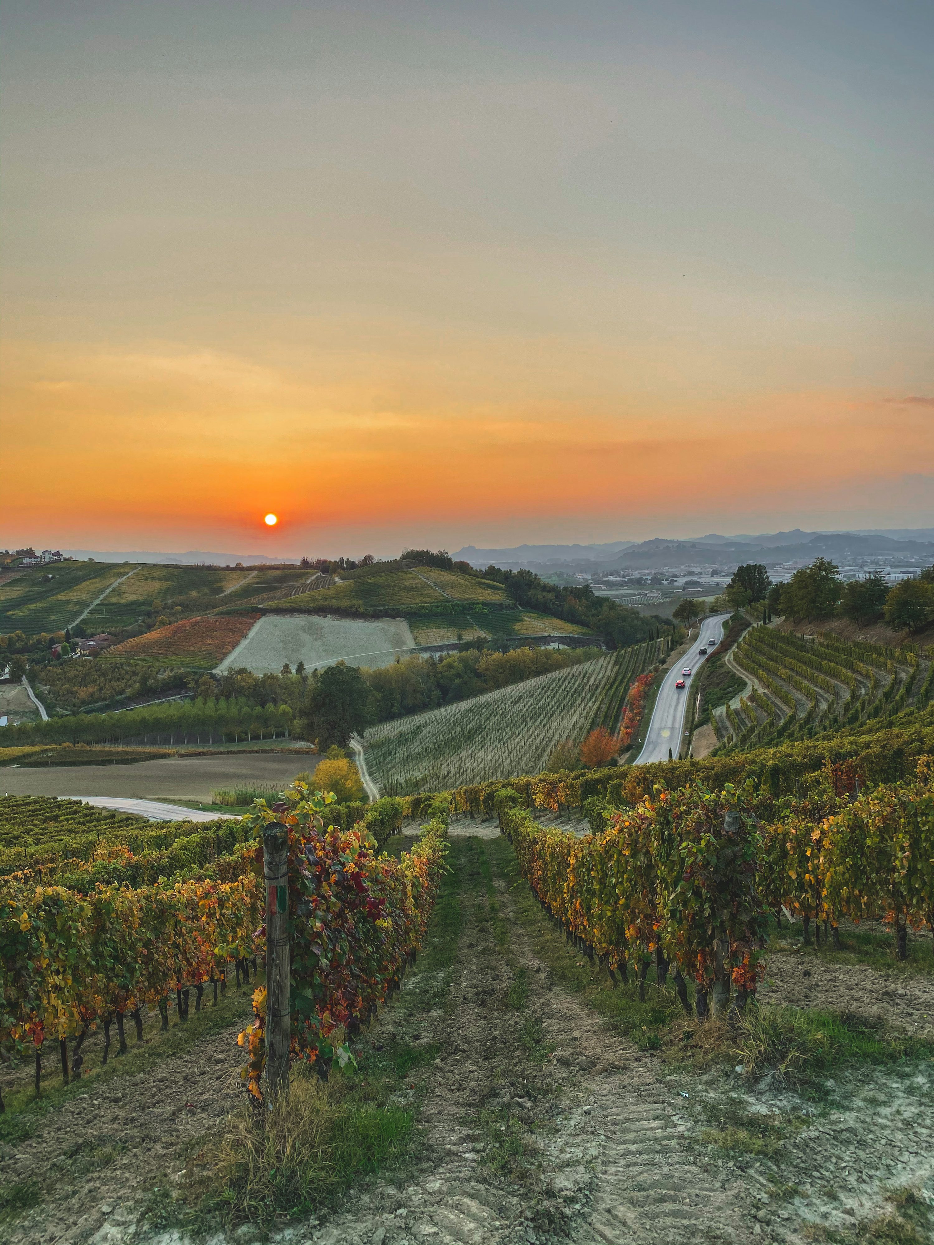 Vigneti delle Langhe al tramonto, immagine d’atmosfera